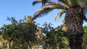 A pathway flanked by lush greenery and palm trees, leading through a garden with flowering plants. - MammaColette (Marsala)