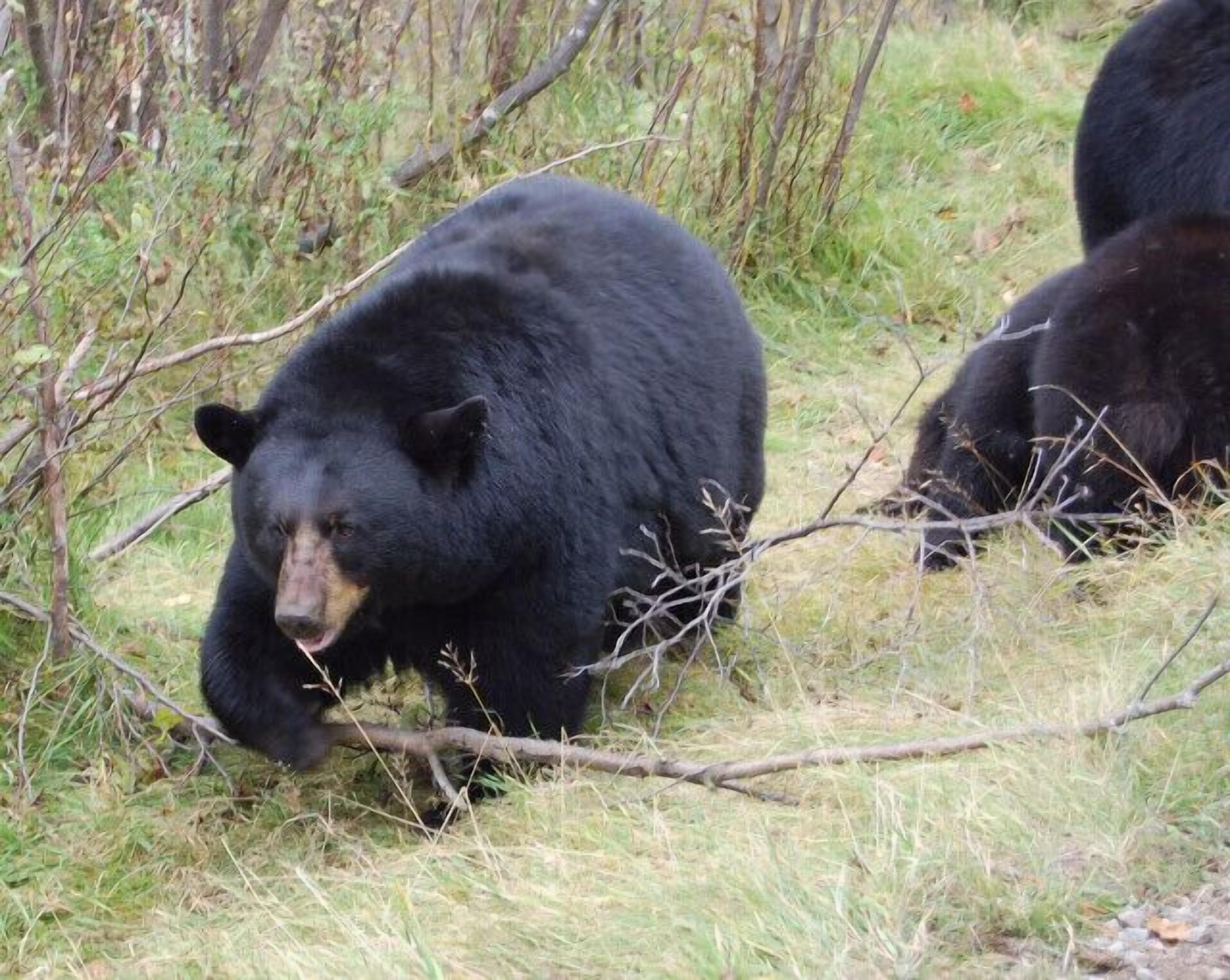 Un ours dans un environnement naturel, avec de l’herbe et des arbres.