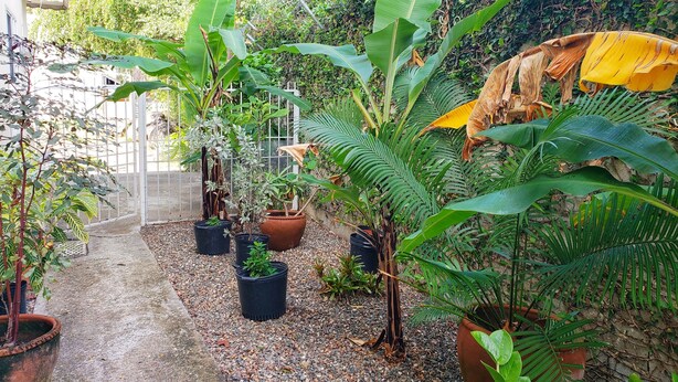 A garden with various potted plants, a pathway, and a white building in the background. - I Heart JA Willow Garden Retreat-Mona (Kingston)