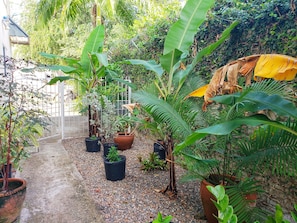 A garden with various potted plants, a pathway, and a white building in the background. - I Heart JA Willow Garden Retreat-Mona (Kingston)