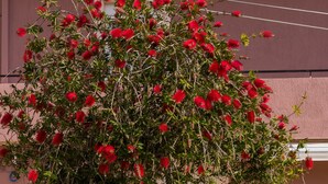 Um edifício com uma escadaria de pedra que leva a uma porta branca, rodeado por árvores com flores vermelhas e rosas cor-de-rosa.