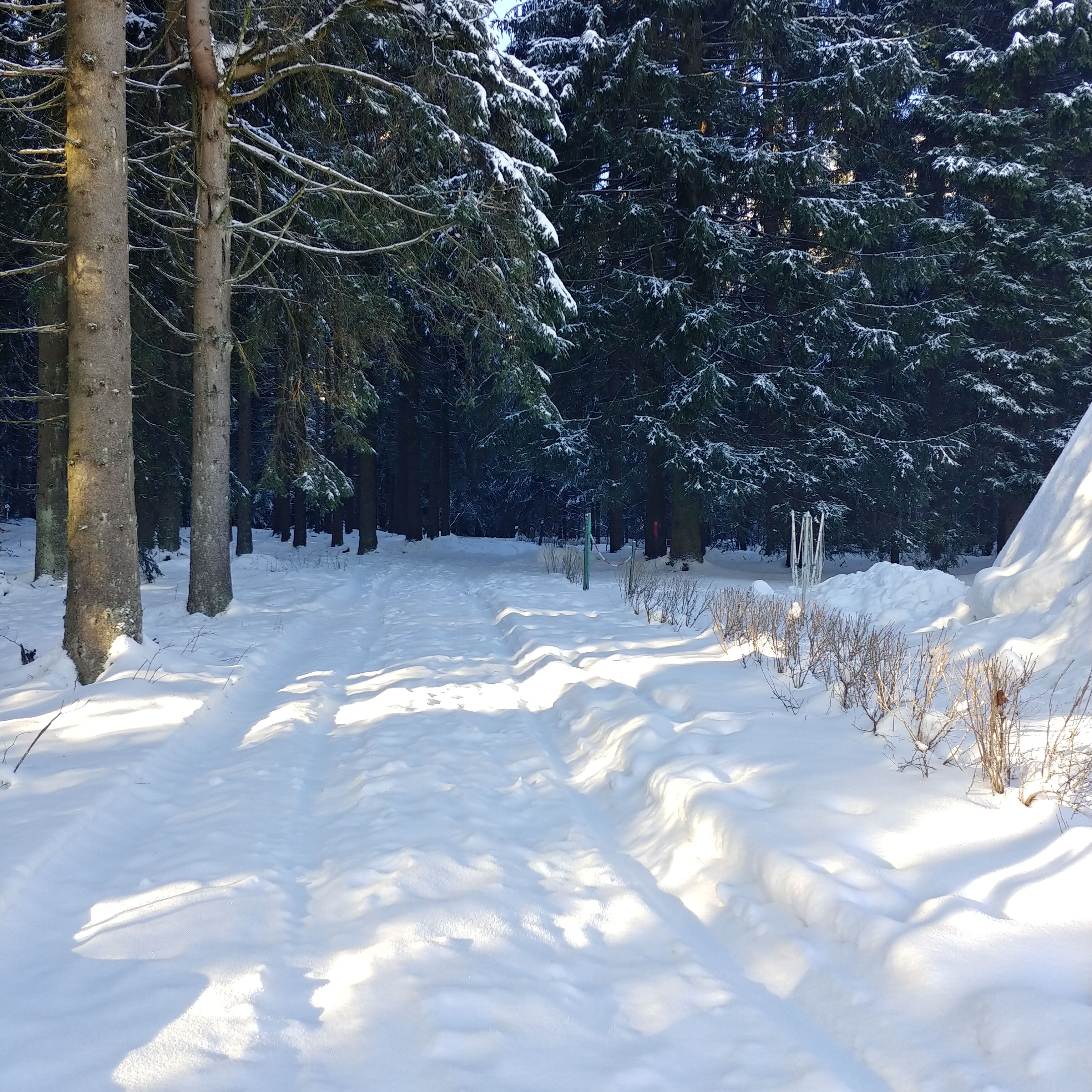 Un sentier forestier enneigé, bordé de grands arbres et surplombé d’un ciel dégagé.