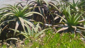 A beach with aloe plants and white flowers in the foreground, and people relaxing under colorful umbrellas in the background. - Residencial Duquesa 2049  Manilva Beach (Manilva)
