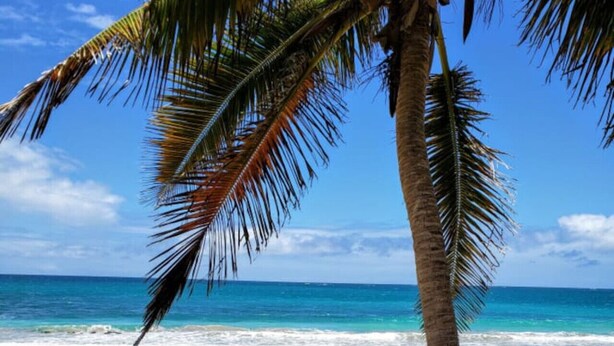 Una playa con una palmera y vista al océano.