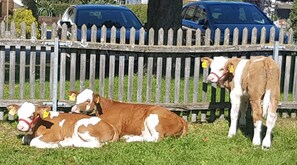 Image sans description, 4 de 20, bouton