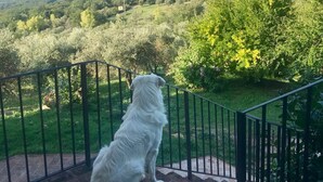 A white dog sitting on a brick staircase overlooking a lush green landscape with trees and a clear sky. - Agriturismo Campo al Crognolo. (Sassofortino)