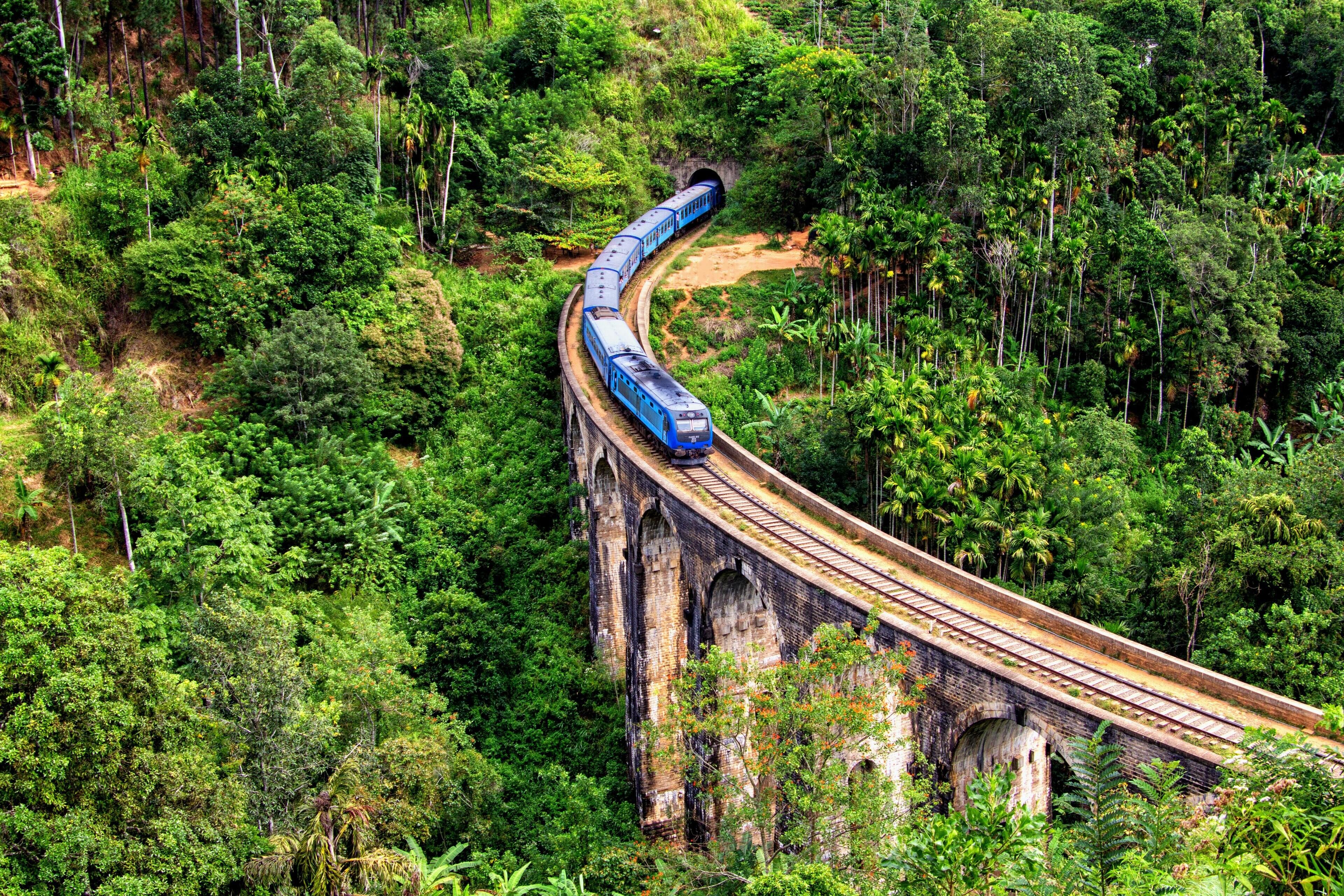 A train traveling on a bridge through a dense forest.
