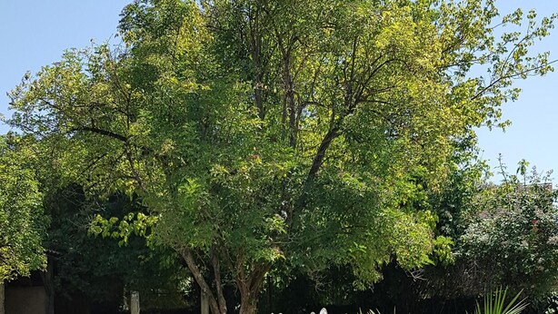 Ein Garten mit Palmen und einer Steinmauer.
