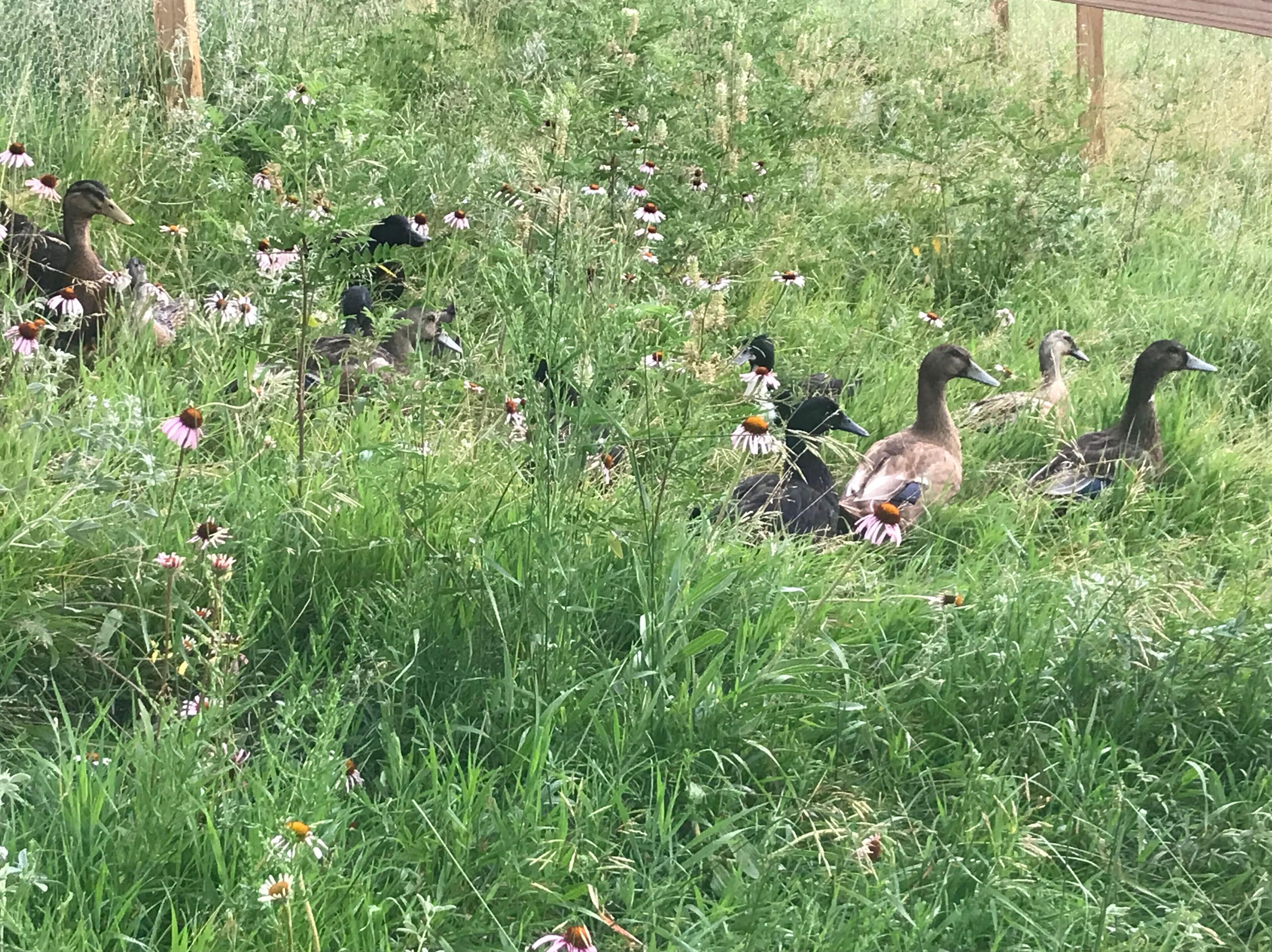 A group of ducks in a grassy area with wildflowers.