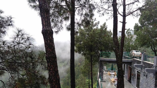 A modern building with a glass exterior, surrounded by tall pine trees and a misty background.