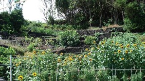 A garden with sunflowers and various plants, surrounded by a stone wall and trees.