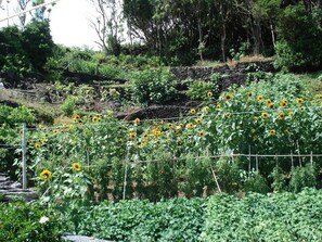 Property grounds - Faidoca's Grandfather House - Four-Bedroom House (Calheta de Nesquim)