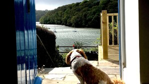 Un chien est assis sur une terrasse en bois qui surplombe une rivière où se trouvent des bateaux, et un bâtiment bleu se trouve au premier plan.