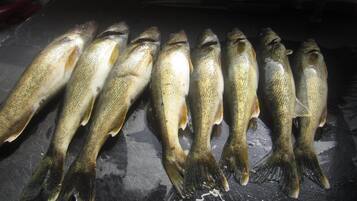Un grupo de peces sobre una superficie oscura.