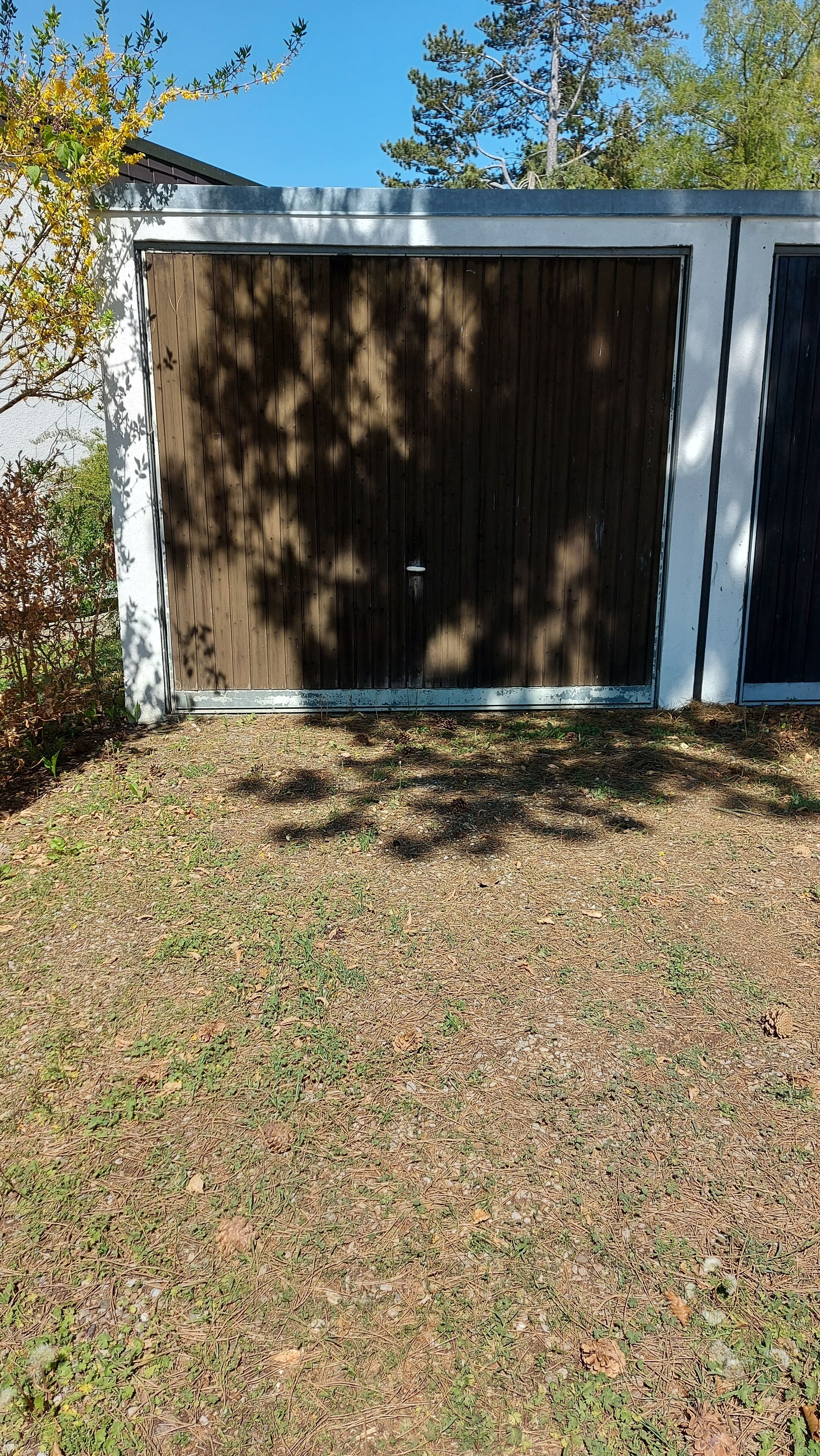 A garage with a large wooden door, surrounded by a grassy area with pine needles and some small plants.