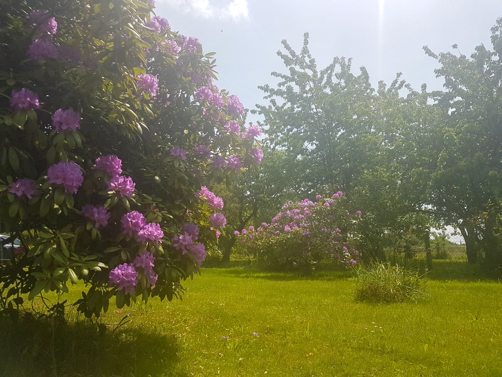 A garden with blooming pink flowers and green grass.
