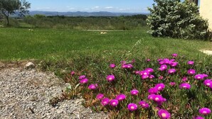 Un champ verdoyant, avec des fleurs violettes au premier plan et un ciel bleu clair en arrière-plan.