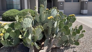 A residential area with a cactus plant in the foreground, a well-maintained lawn, and houses with garage doors. - Luxurious Golf Course Views-Private Pool +2 King Suites-Sleeps 8 (San Tan Valley)