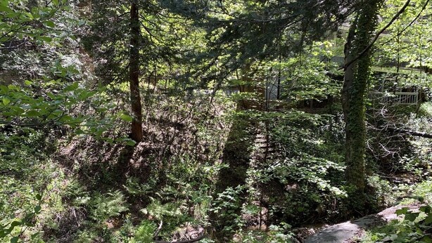 A dense forest with a variety of trees and undergrowth. - Creek Home, Game Room, Pool Table, AC, EV Chgr, Lake Rights (Lake Arrowhead)