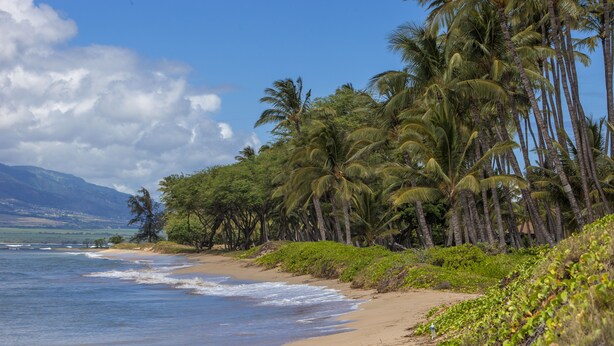 Una playa con palmeras y vista al océano.