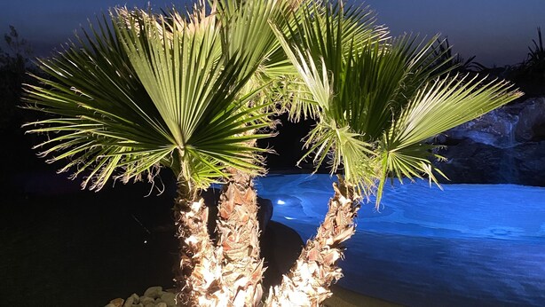 A palm tree with a rock base, surrounded by pebbles, set against a nighttime backdrop. - Mas des Micocouliers (Montagnac)