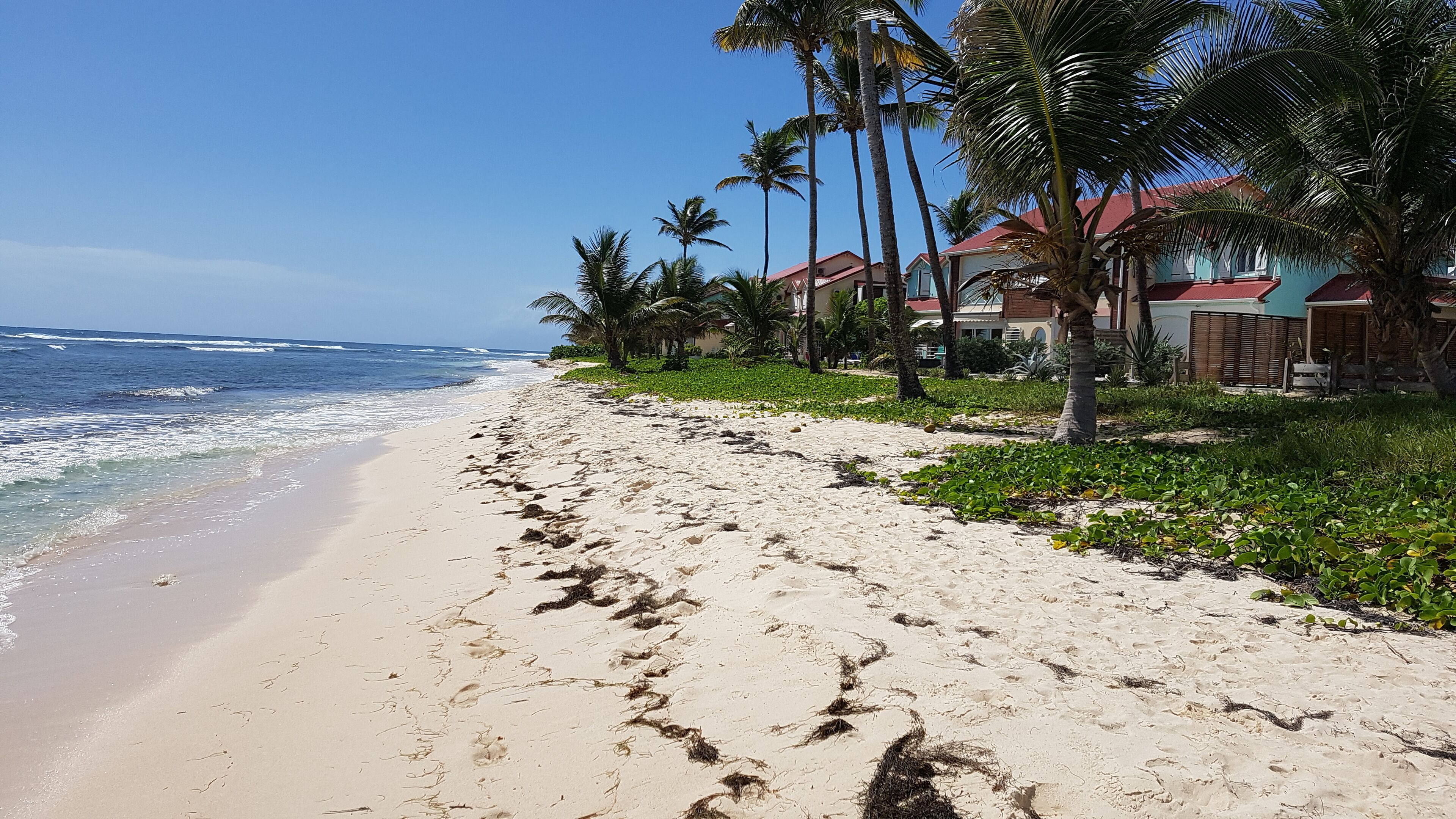 A sandy beach with footprints, palm trees, and houses with red roofs.