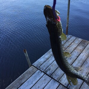 Un poisson sur un quai en bois, avec une étendue d’eau en arrière-plan.