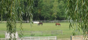 Peaceful pastures