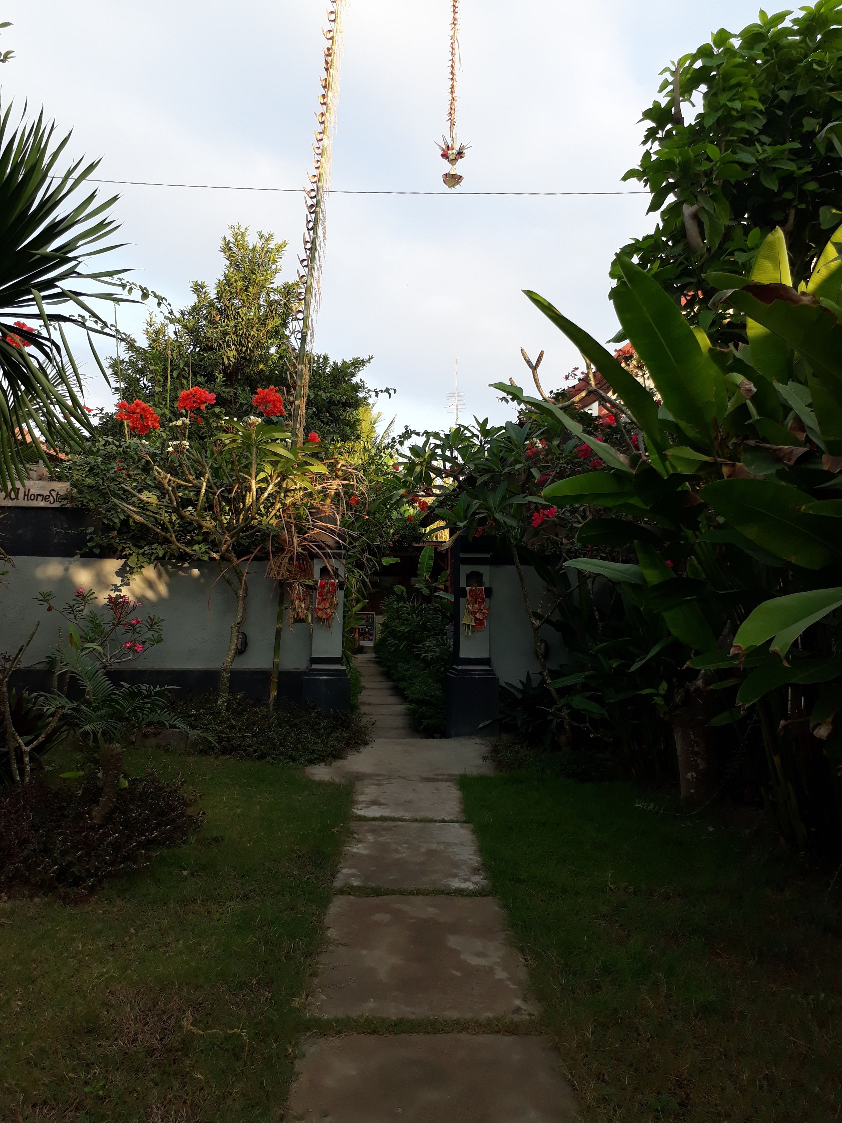 A pathway leading through a lush garden with various plants and flowers.