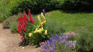 A garden with various flowering plants, a dirt path, and a green hedge in the background. - Traditional cottage with terrace, pets allowed (La Tuilière)