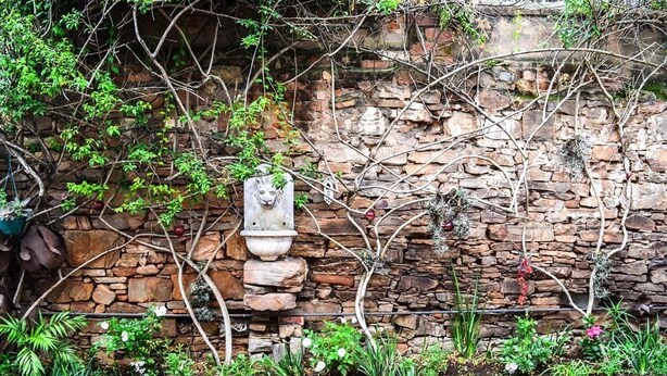 A stone wall with a decorative planter and climbing plants. - 137 High Street Guest House (Makhanda)