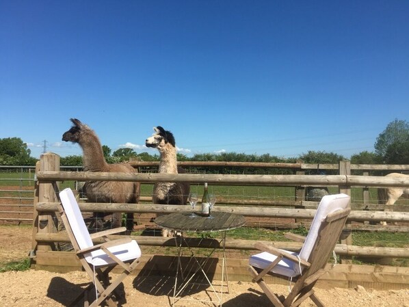 Property grounds - Secluded, self-contained converted stables, Russet (Yate)