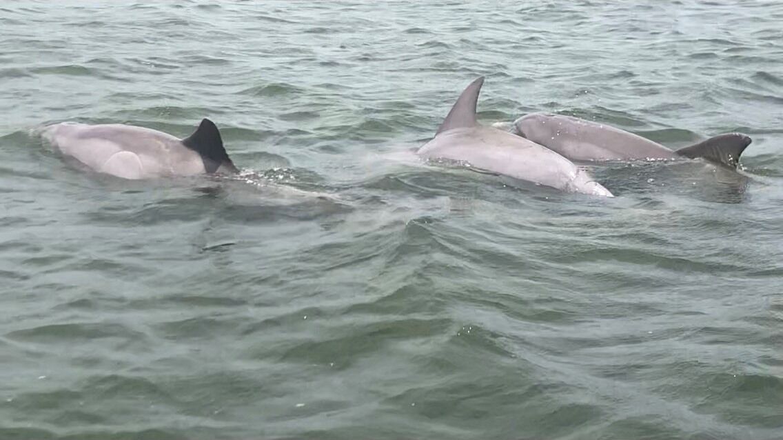 Three dolphins swimming in the ocean.
