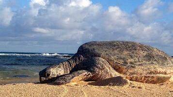 Playa en los alrededores