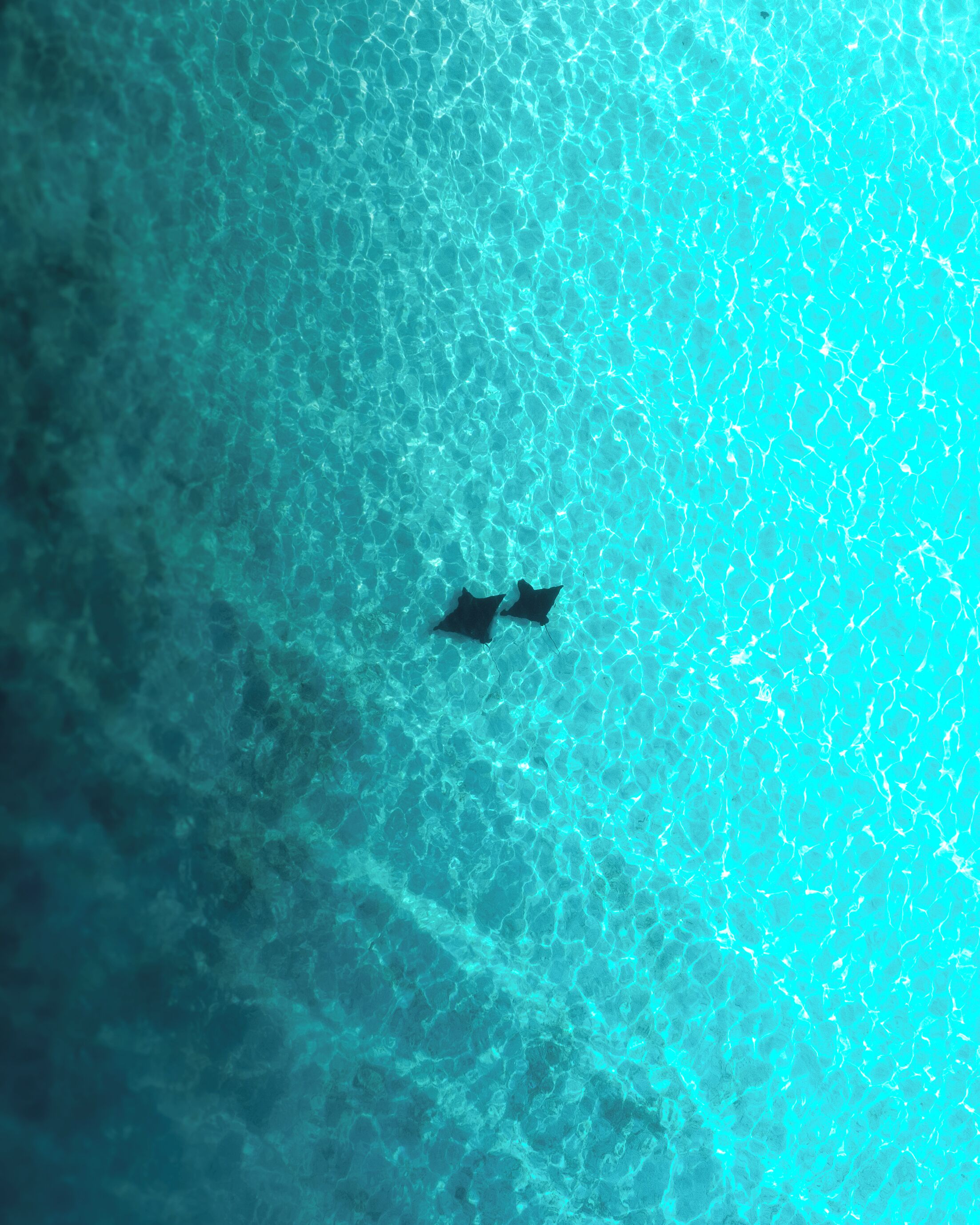A clear view of a swimming pool with two dark objects floating on the surface.