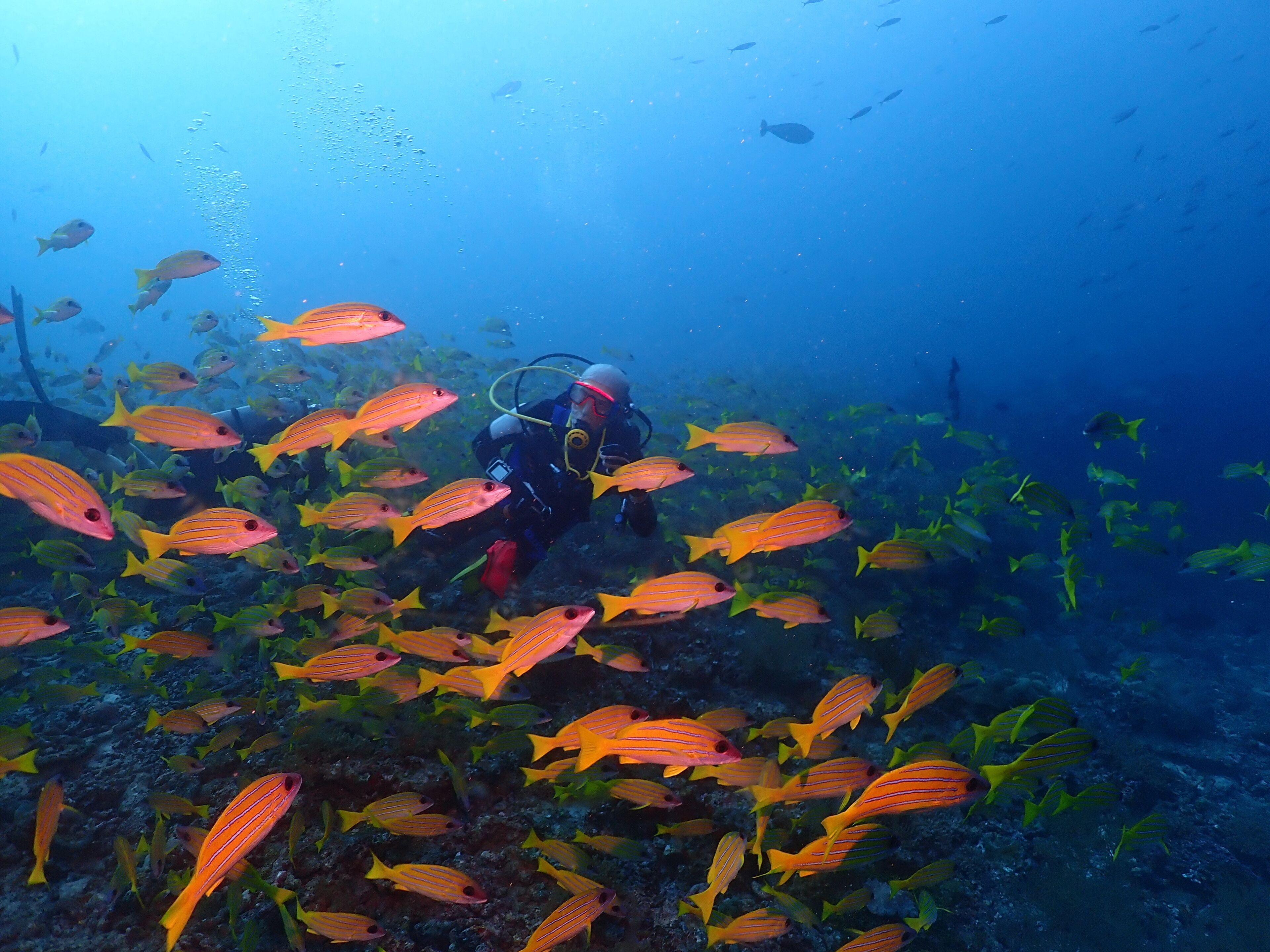 A diver surrounded by a school of fish.