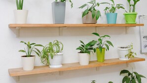 A wall with multiple wooden shelves holding various potted plants. - Apple Hostel (Bishkek)