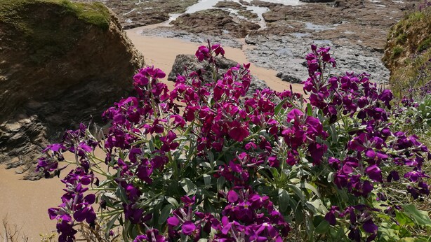 Een rotsachtige kust met paarse bloemen op de voorgrond en de oceaan achterin.