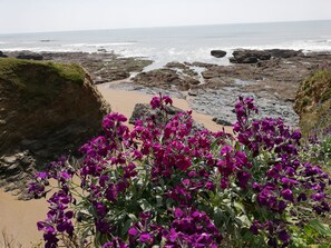 Een rotsachtige kust met paarse bloemen op de voorgrond en de oceaan achterin.