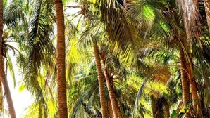Een weelderige tuin met hoge palmbomen en diverse tropische planten.