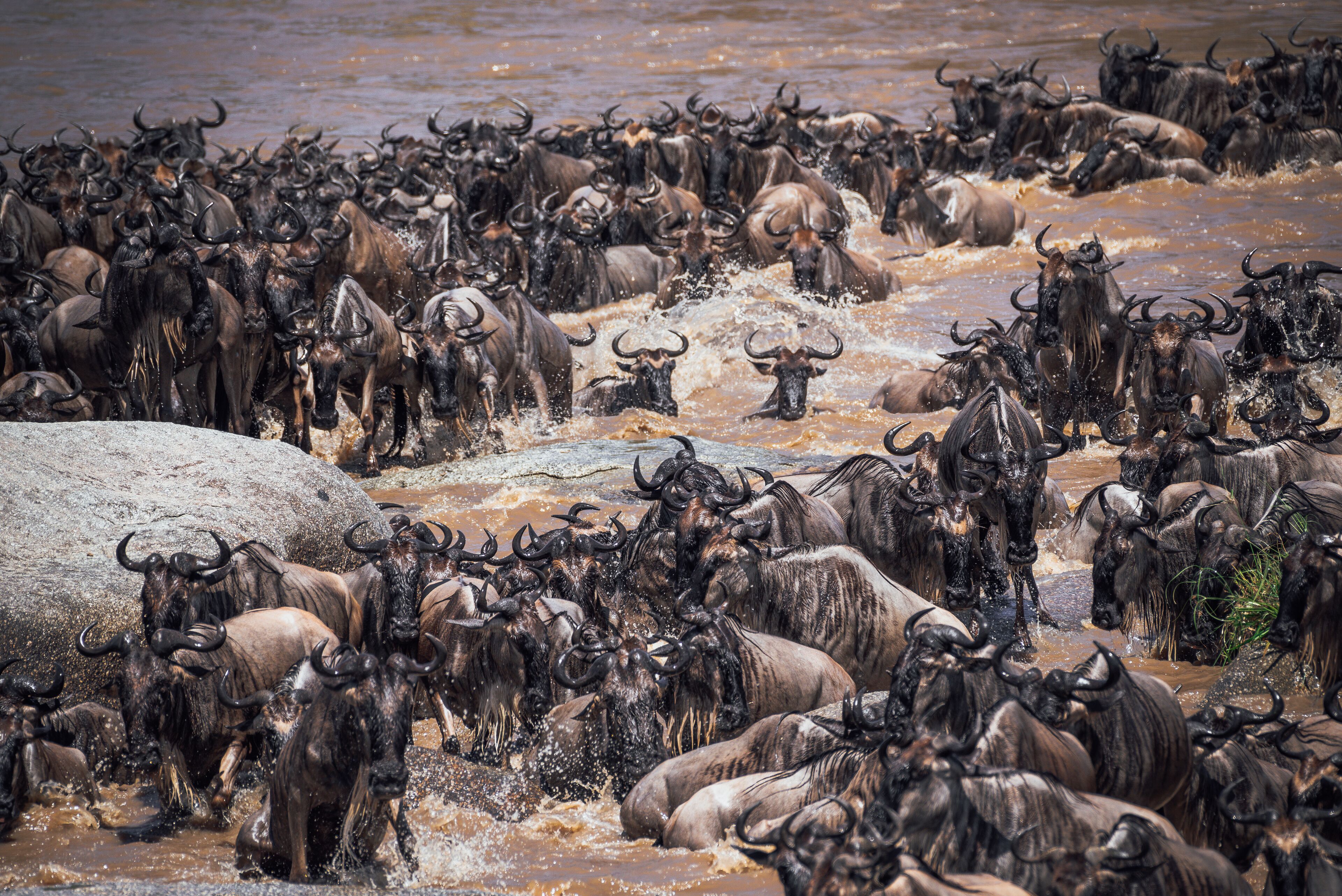 Un grande branco di gnu che guada un fiume.