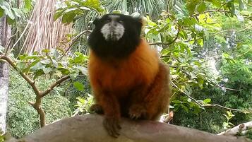Un singe est assis sur une branche d’arbre, entouré d’une végétation luxuriante.