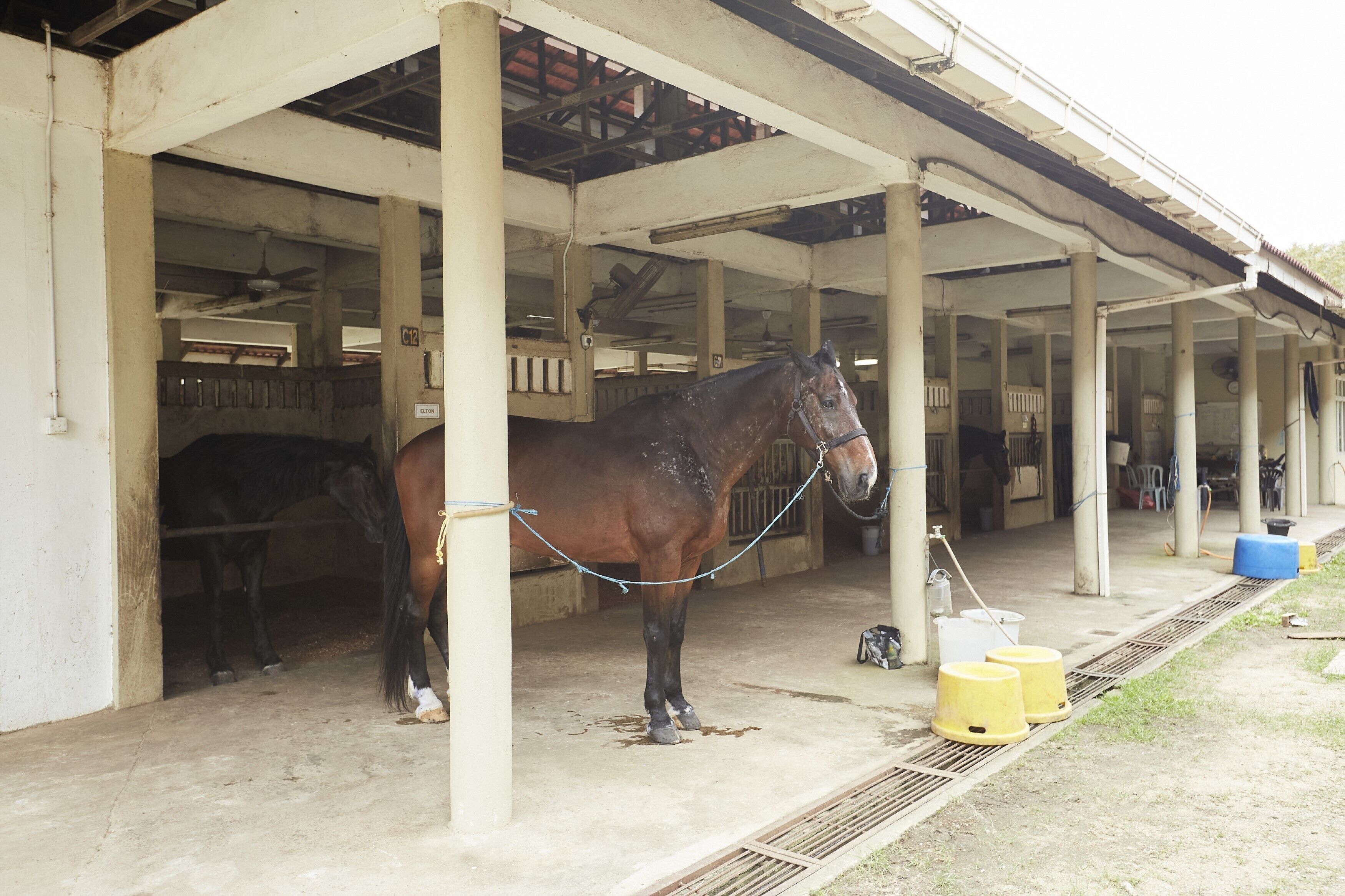 Un establo con un caballo en el centro, rodeado de pilares blancos y un techo cubierto.