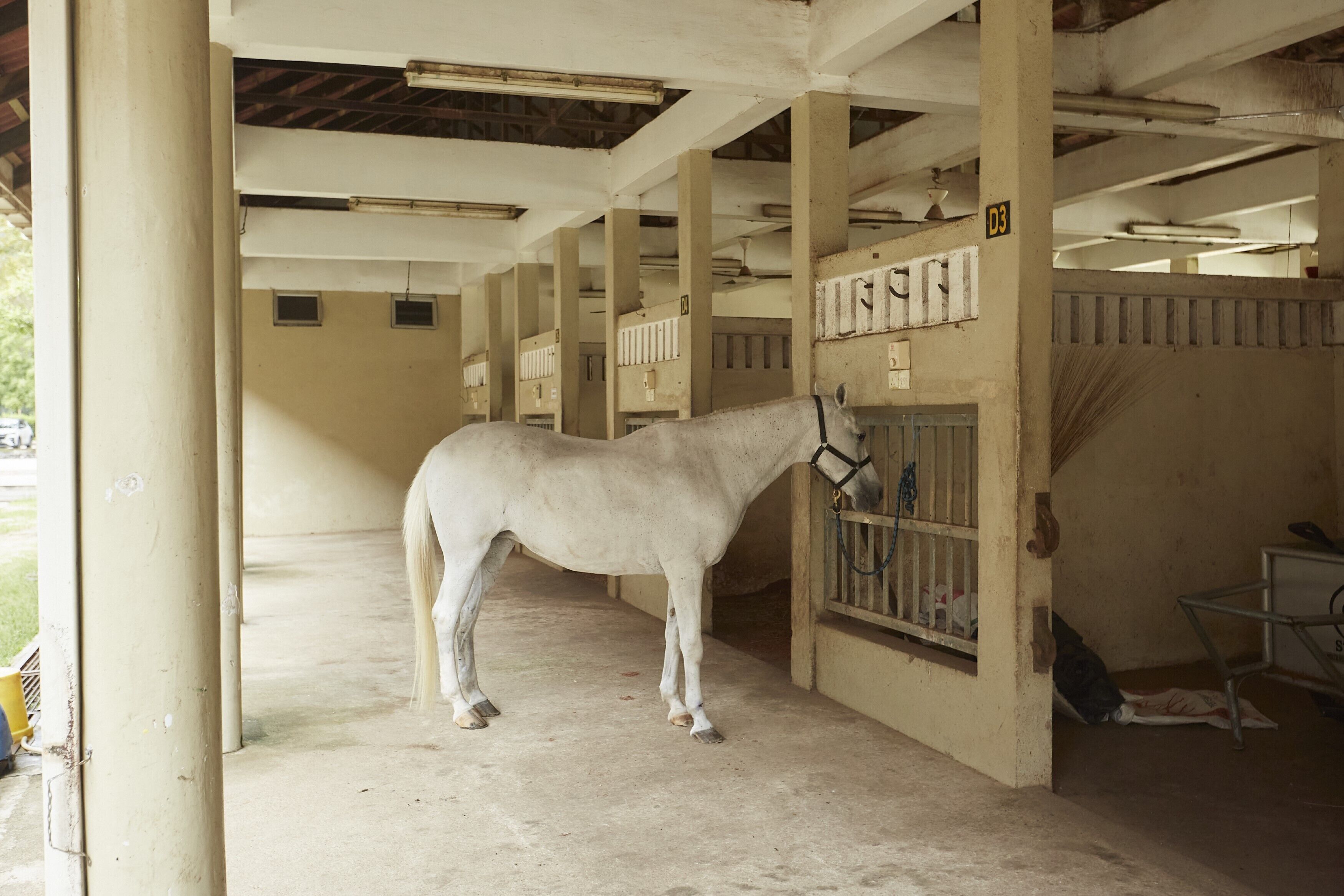 Un establo con un caballo blanco parado cerca de una zona de alimentación, suelo de hormigón y barandillas de metal.