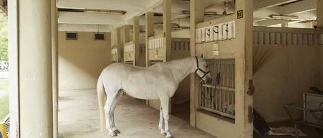 Un establo con un caballo blanco parado cerca de una zona de alimentación, suelo de hormigón y barandillas de metal.