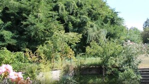 Un jardin luxuriant, avec un feuillage dense et une grande variété de plantes.