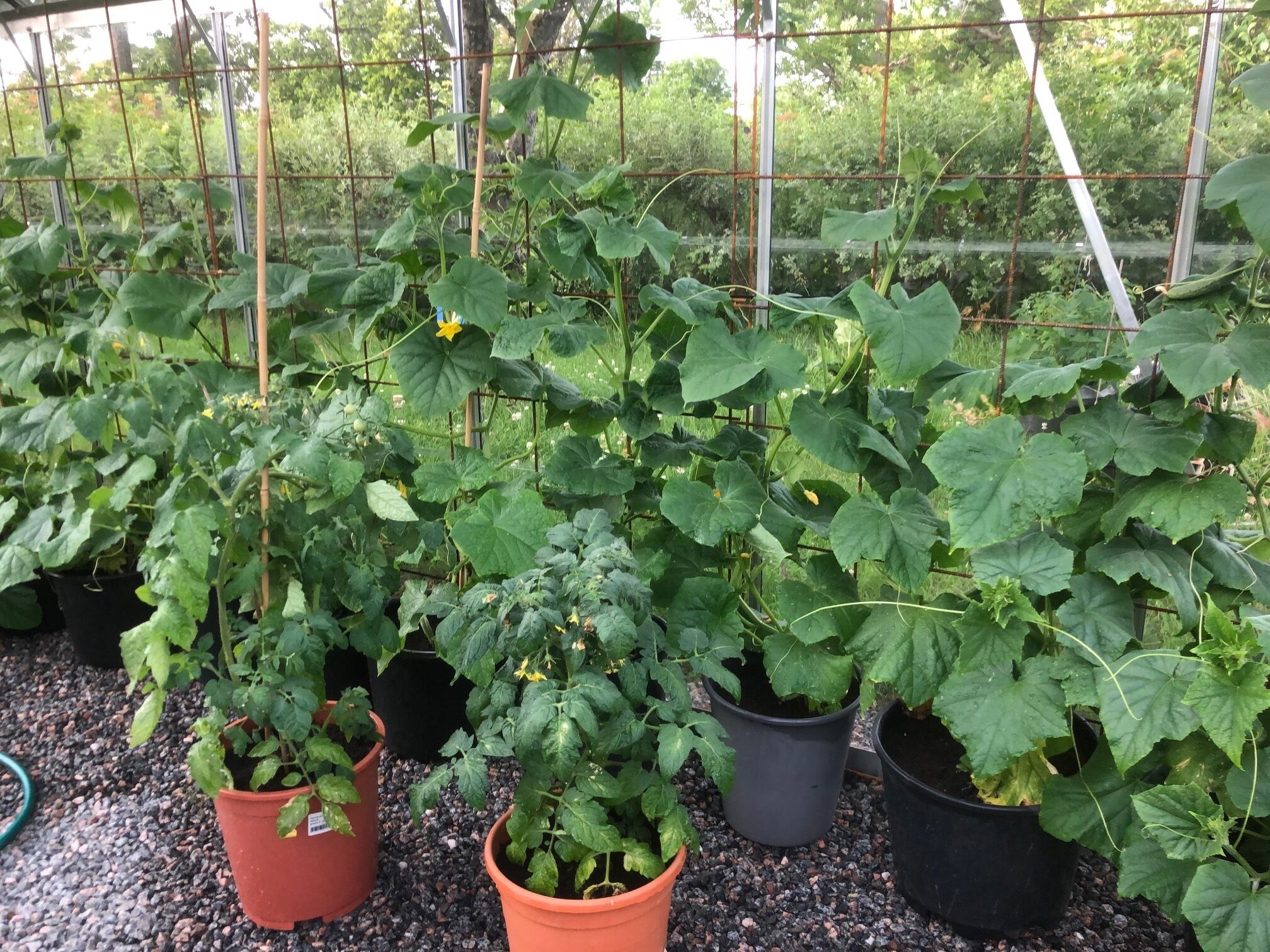 Uma estufa com diversas plantas em vasos, provavelmente para cultivar vegetais ou flores.
