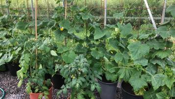 Uma estufa com diversas plantas em vasos, provavelmente para cultivar vegetais ou flores.