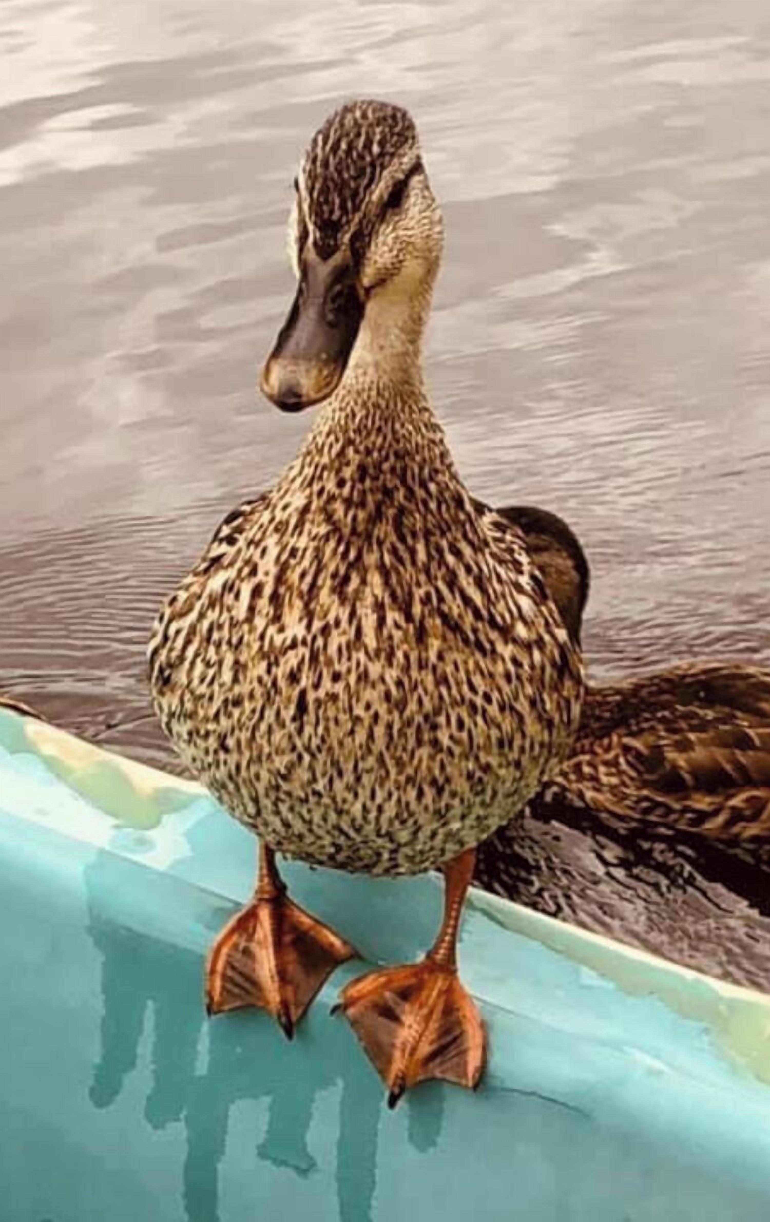 A duck standing on a blue surface.