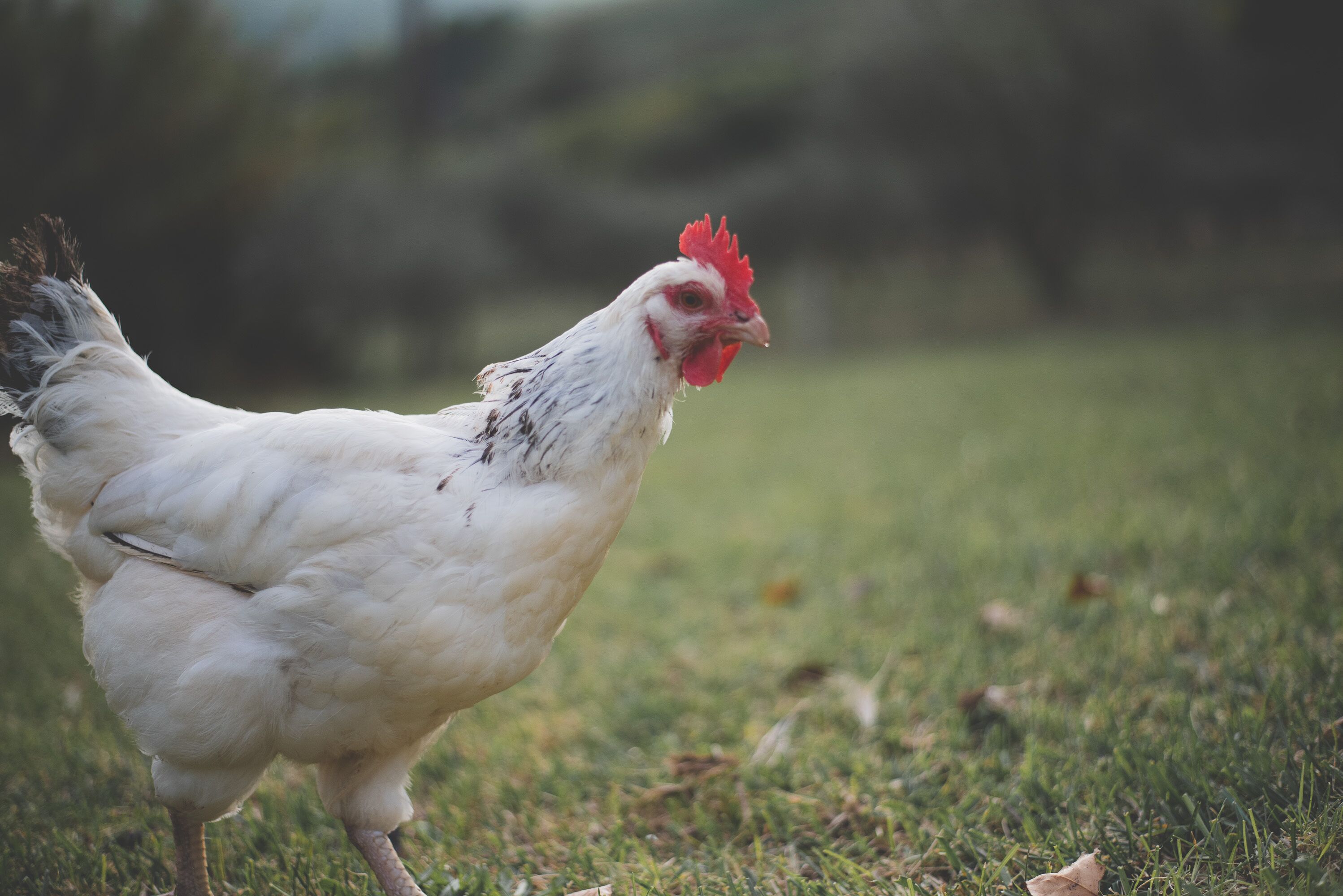 Ein weißes Huhn mit rotem Kamm läuft über das Gras.